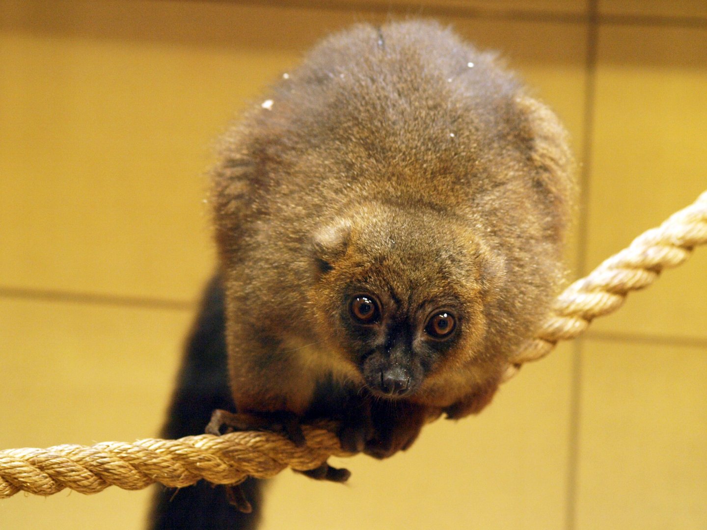 Red-bellied lemur
