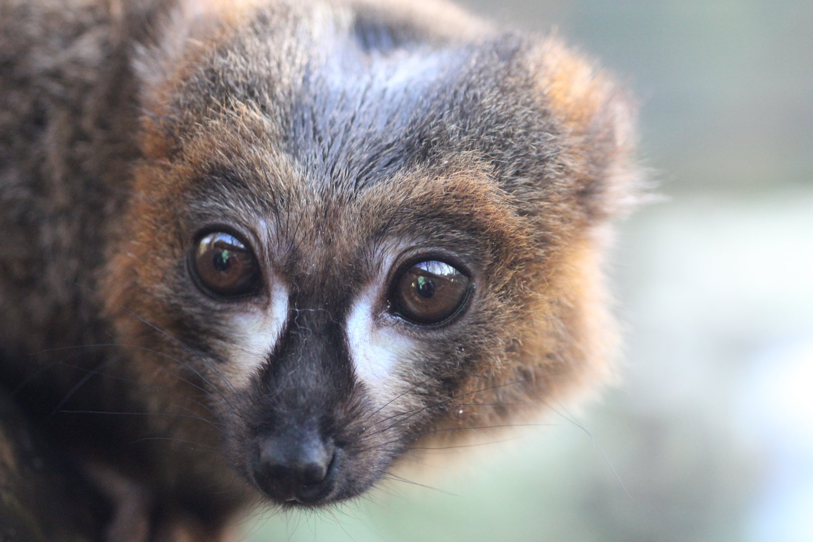 Red Bellied Lemur