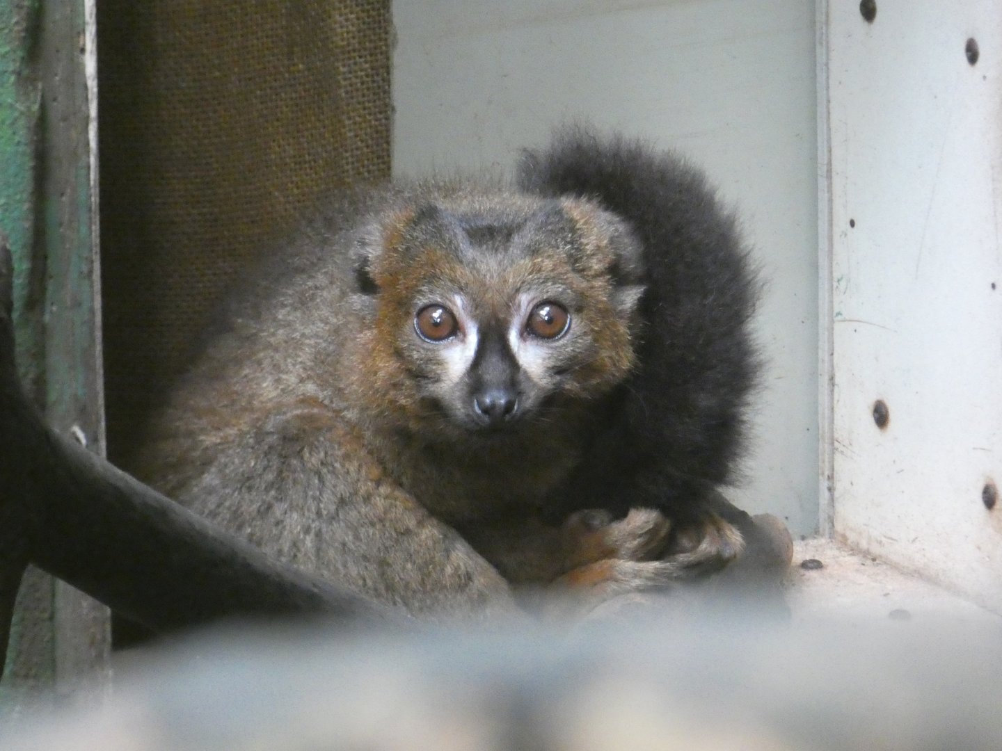 Red-bellied Lemur