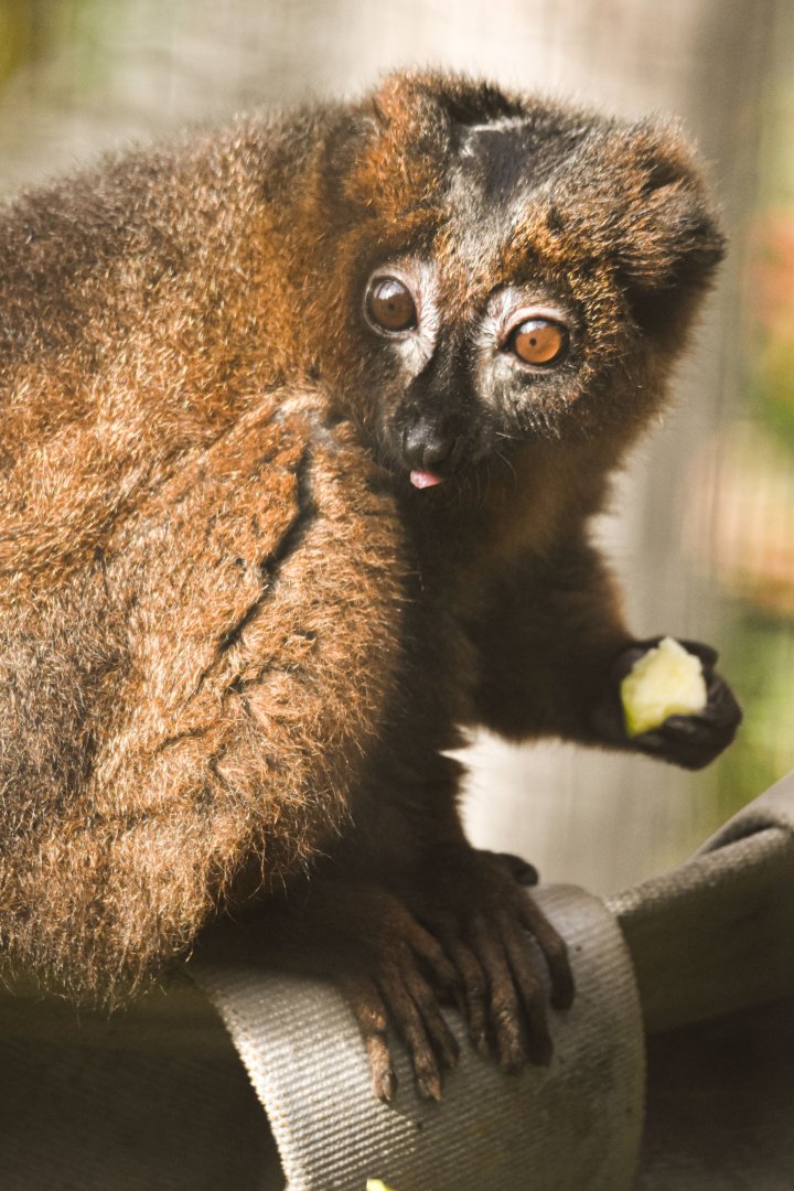 Red-bellied lemur