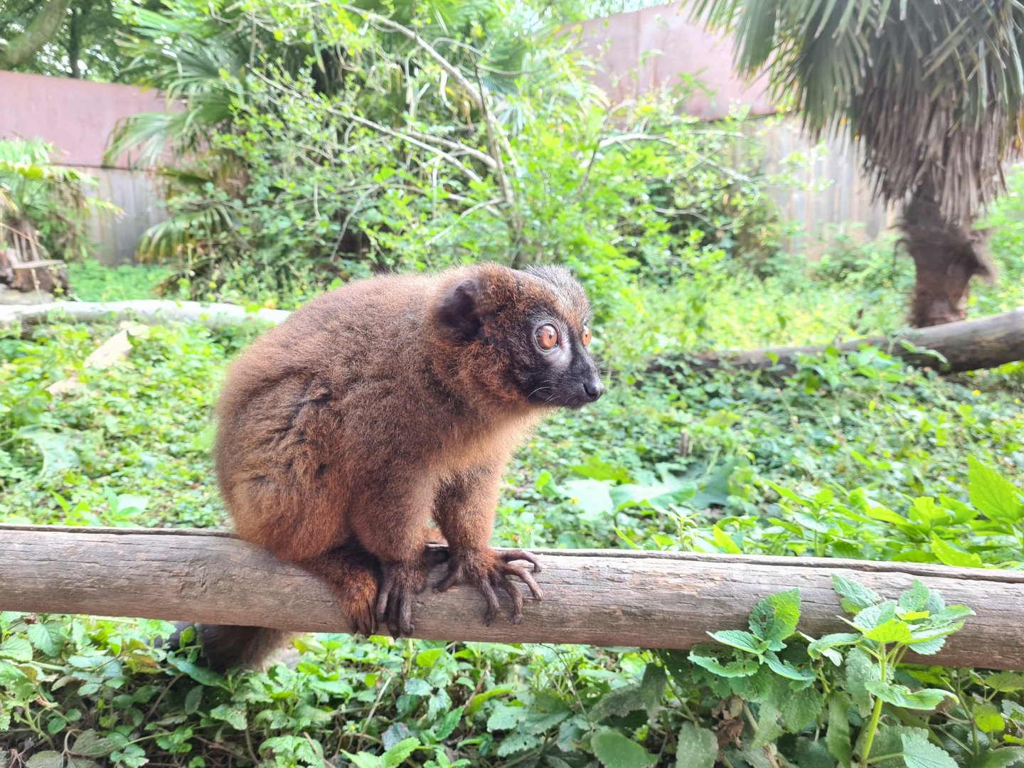 Red-bellied lemur