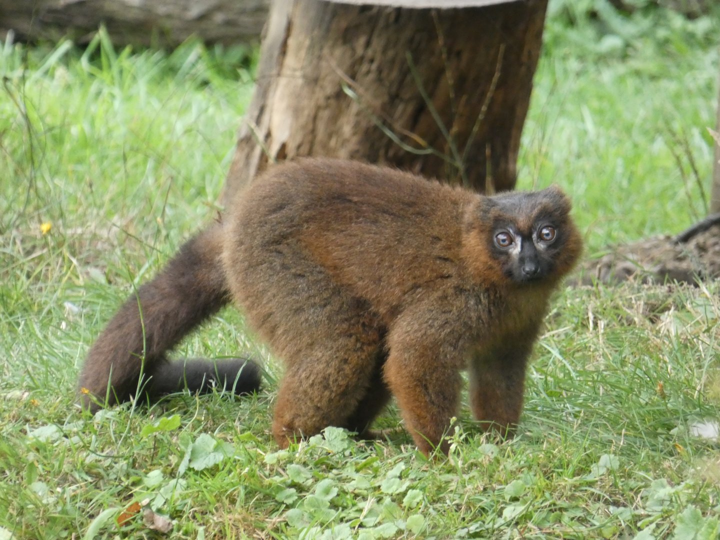 Red-bellied lemur