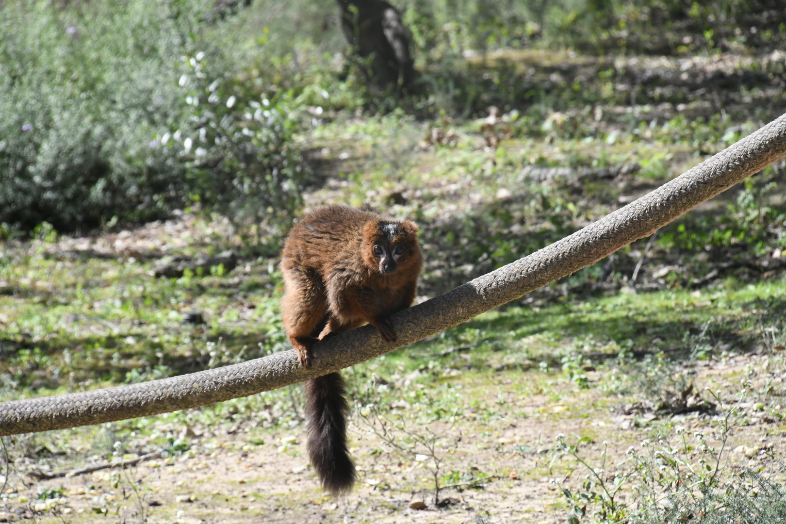 Red-bellied Lemur
