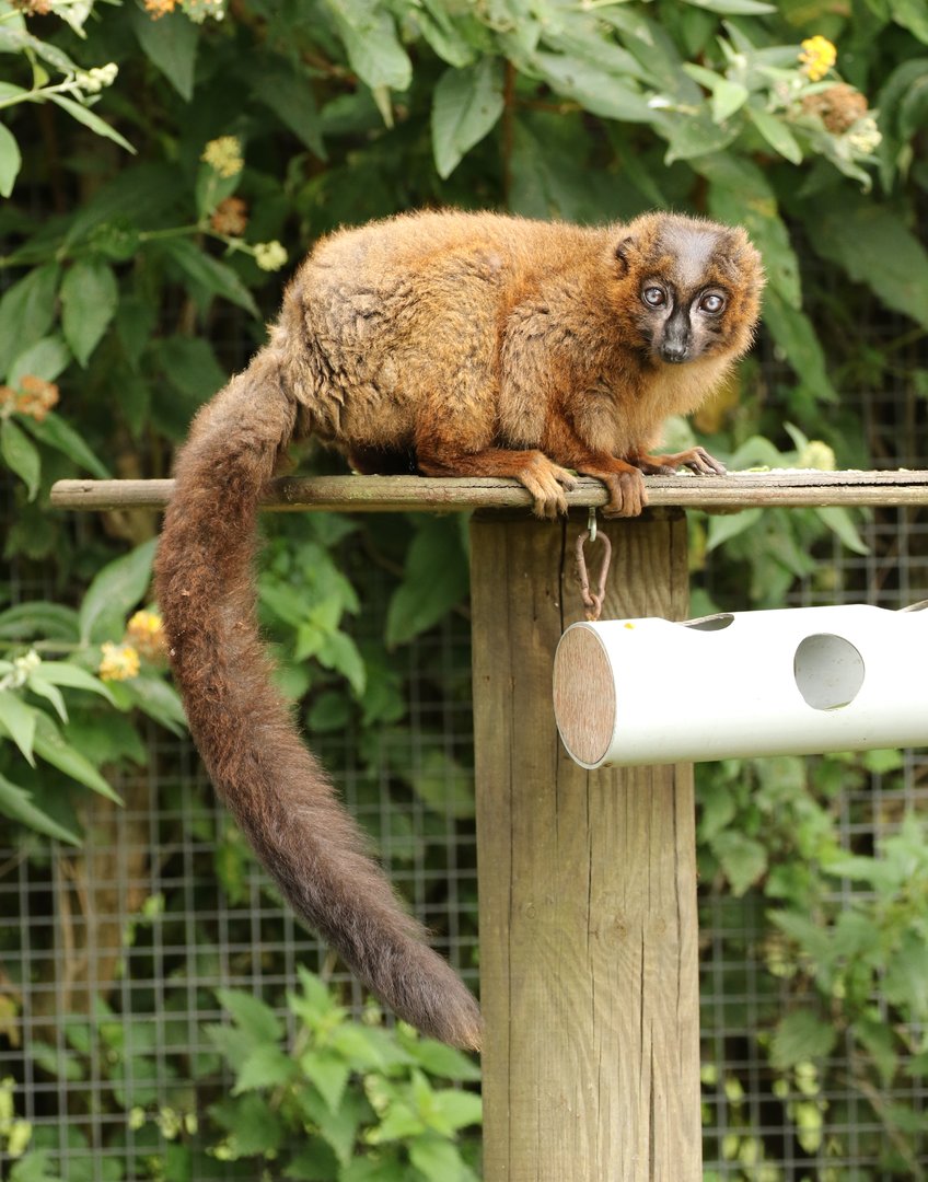 Red-bellied Lemur