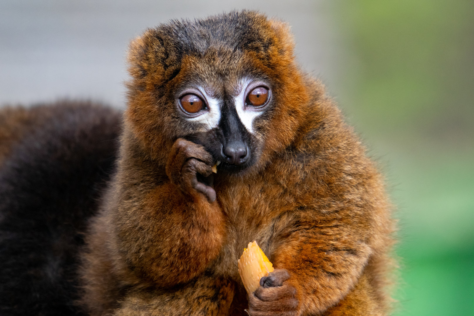 Red-Bellied Lemur