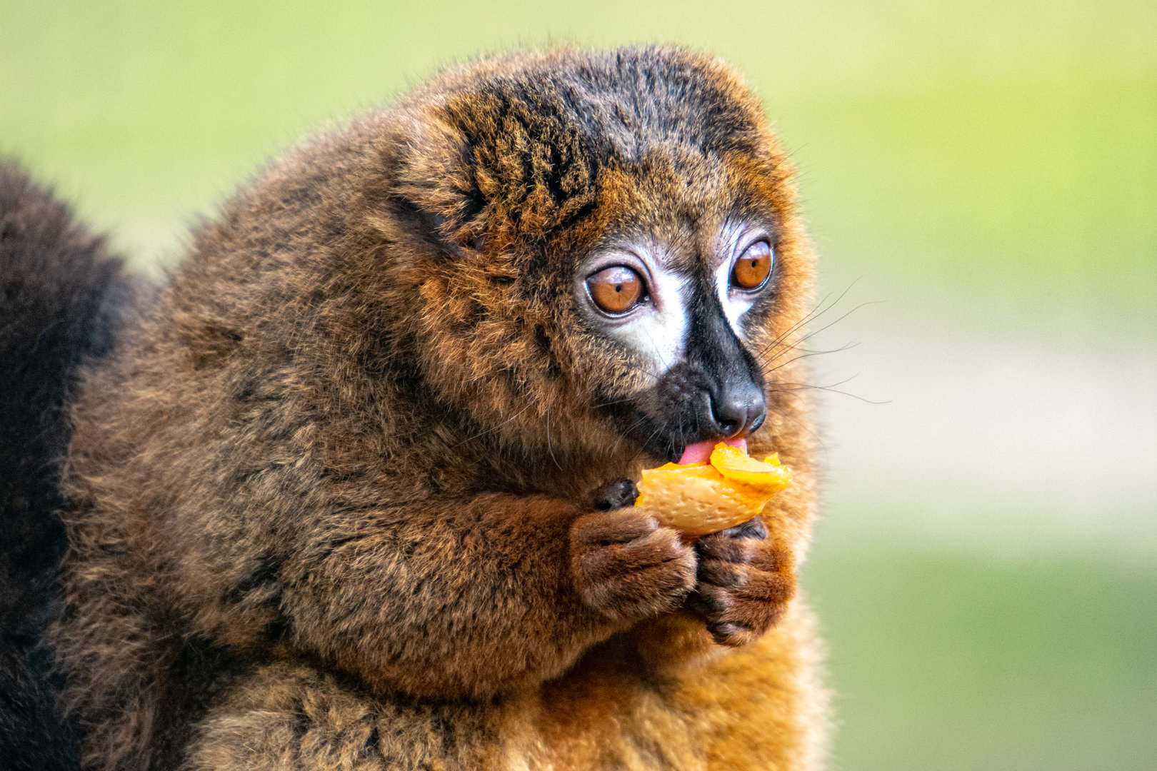 Red-Bellied Lemur