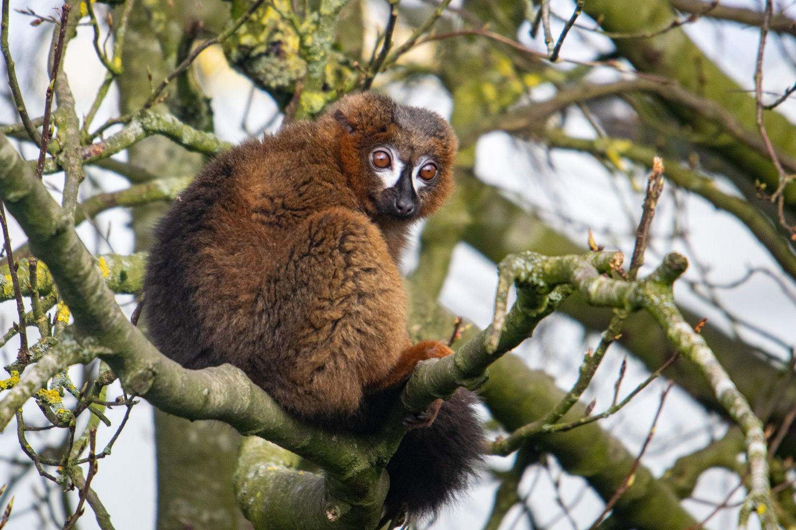 Red-Bellied Lemur
