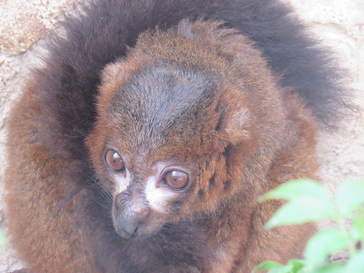 Red-Bellied Lemur