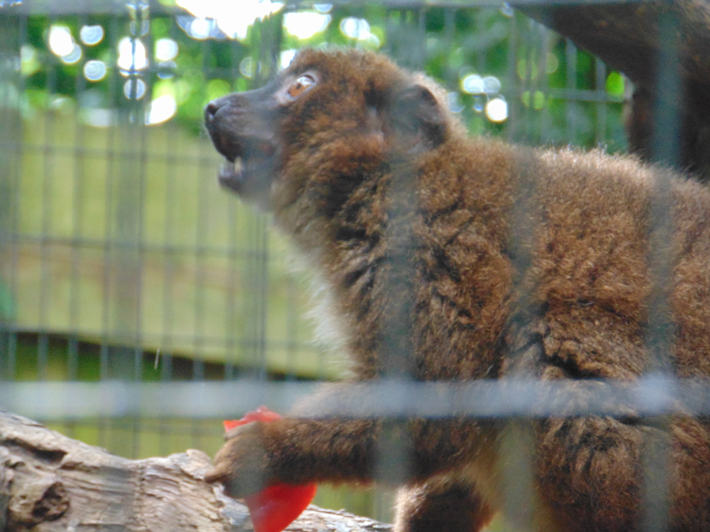 Red-bellied Lemur