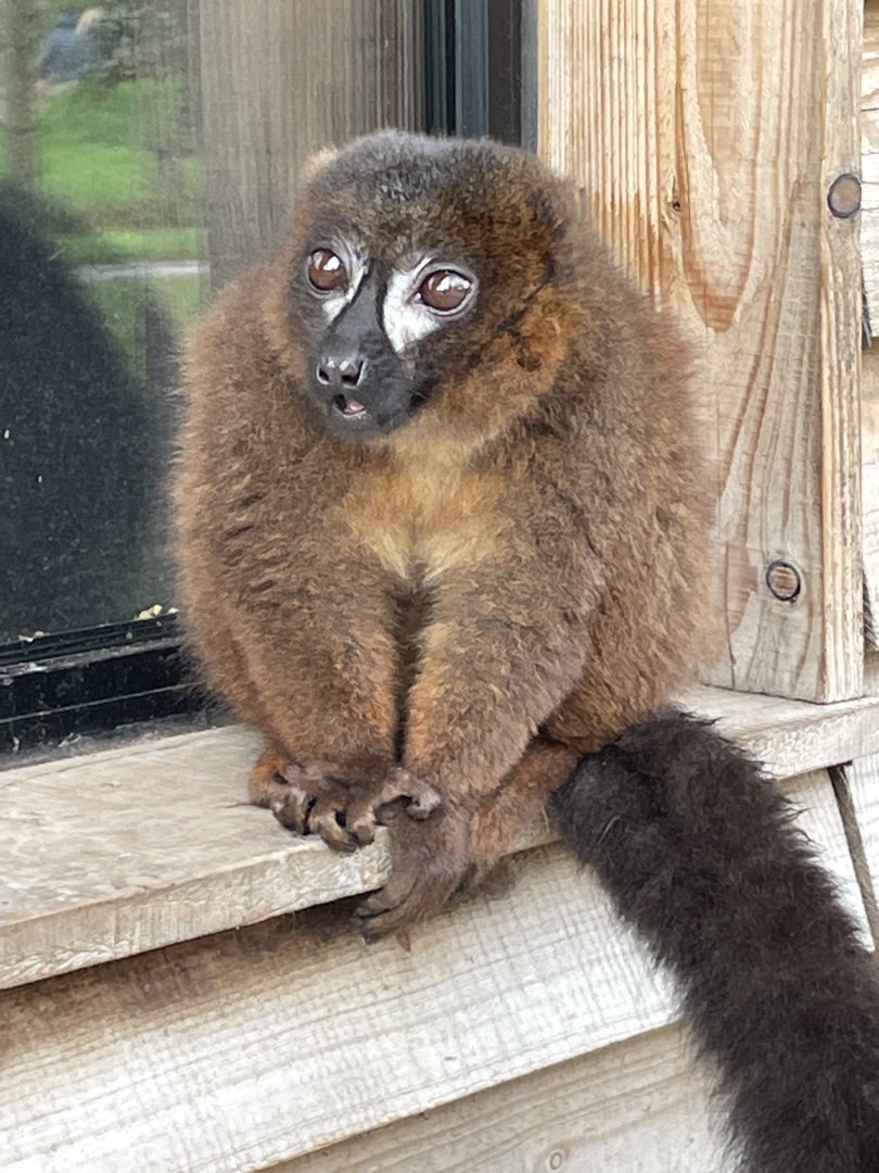 Red-Bellied Lemur