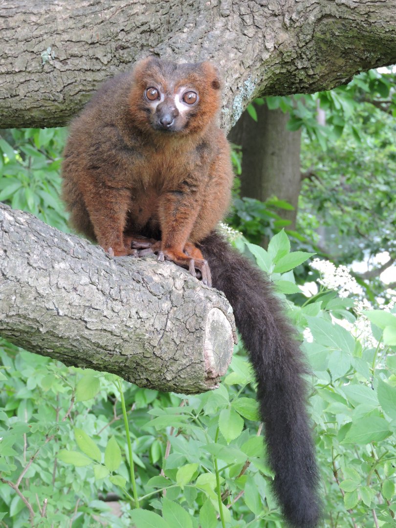 Red-bellied lemur
