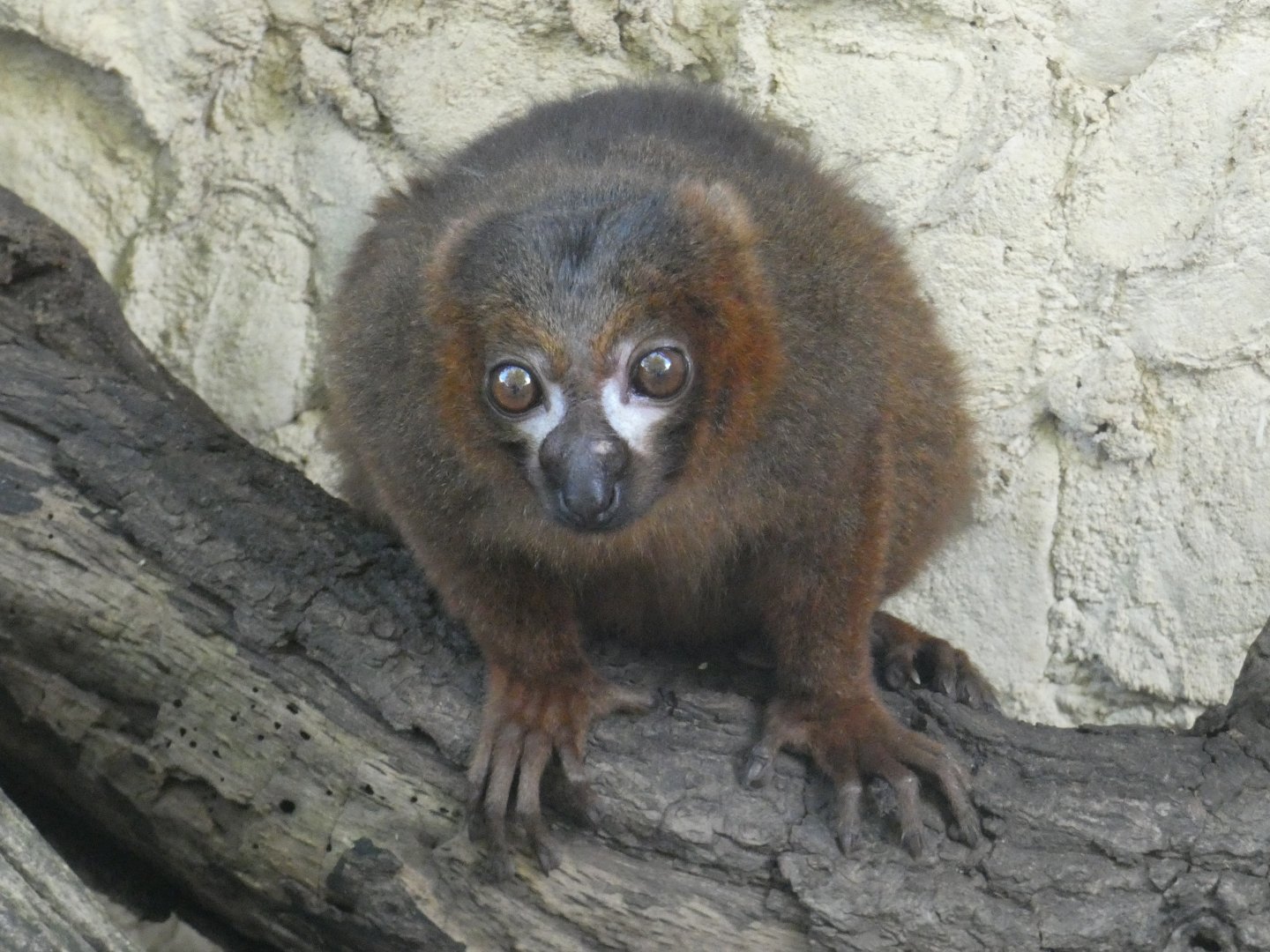 Red-bellied lemur