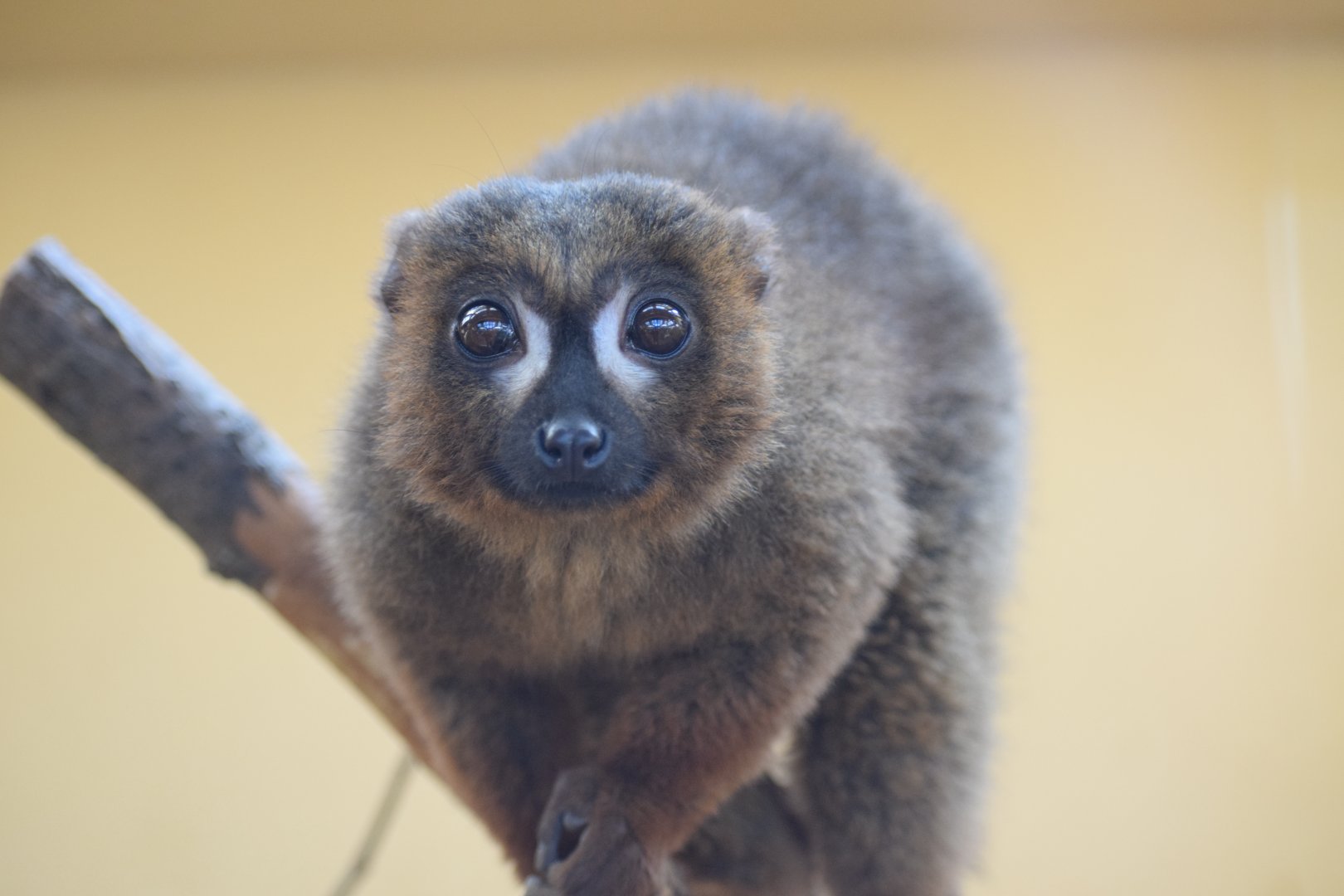 Red-bellied lemur