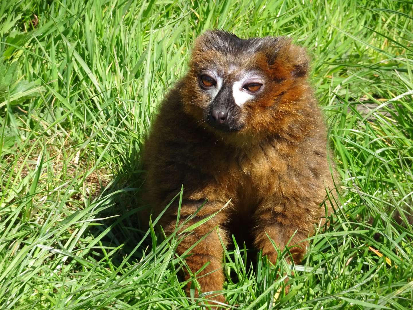 Red Bellied Lemur