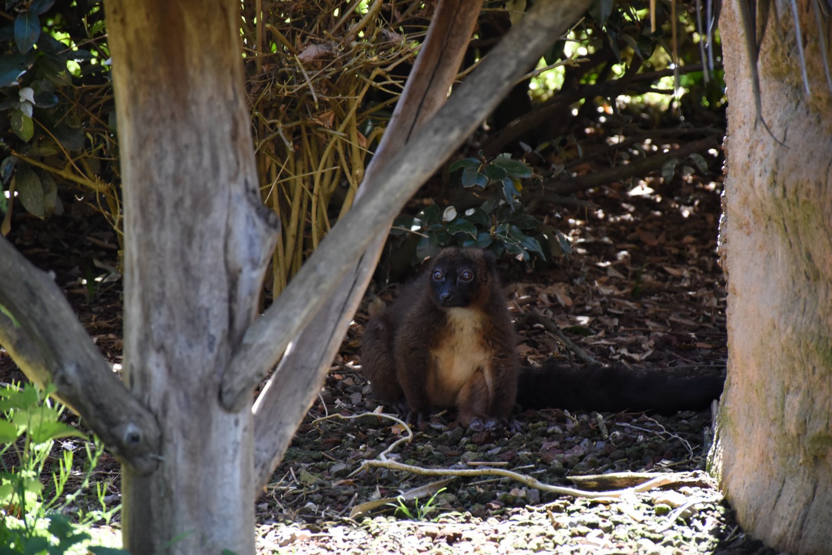 Red-bellied lemur