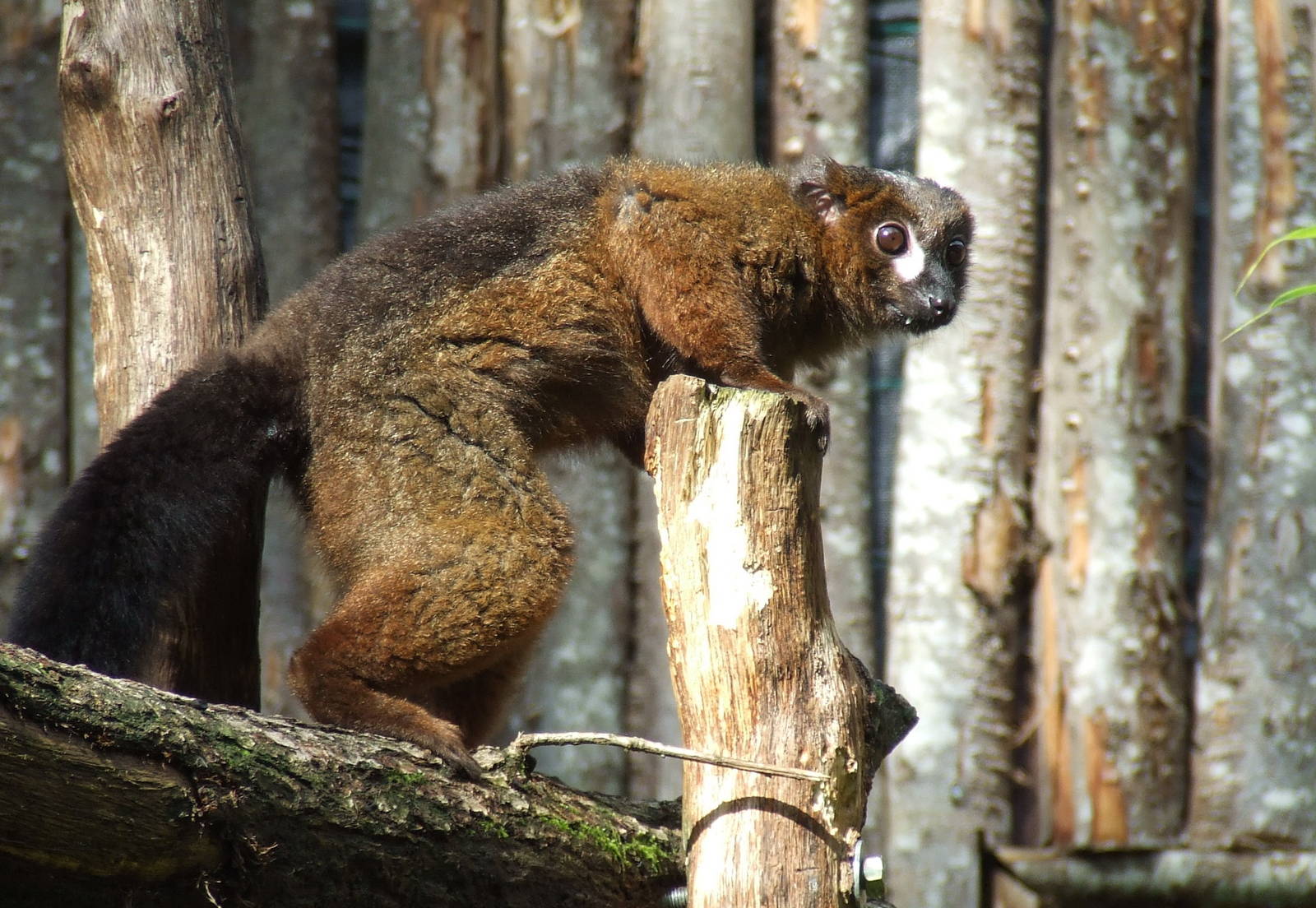 Red-bellied Lemur