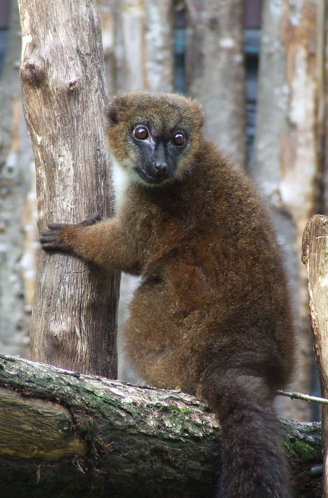 Red-bellied Lemur