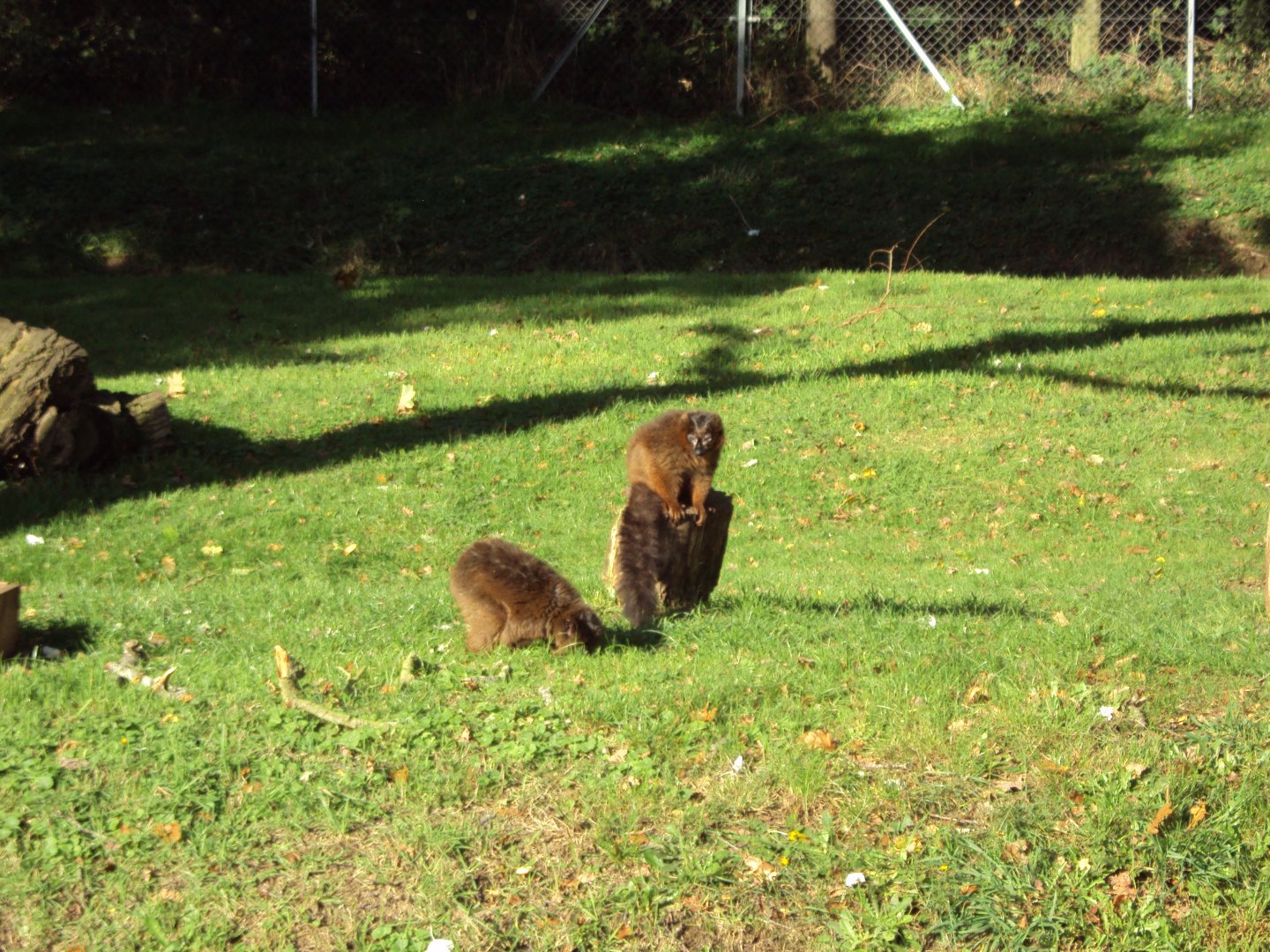 Red-bellied Lemurs 27/10/2019