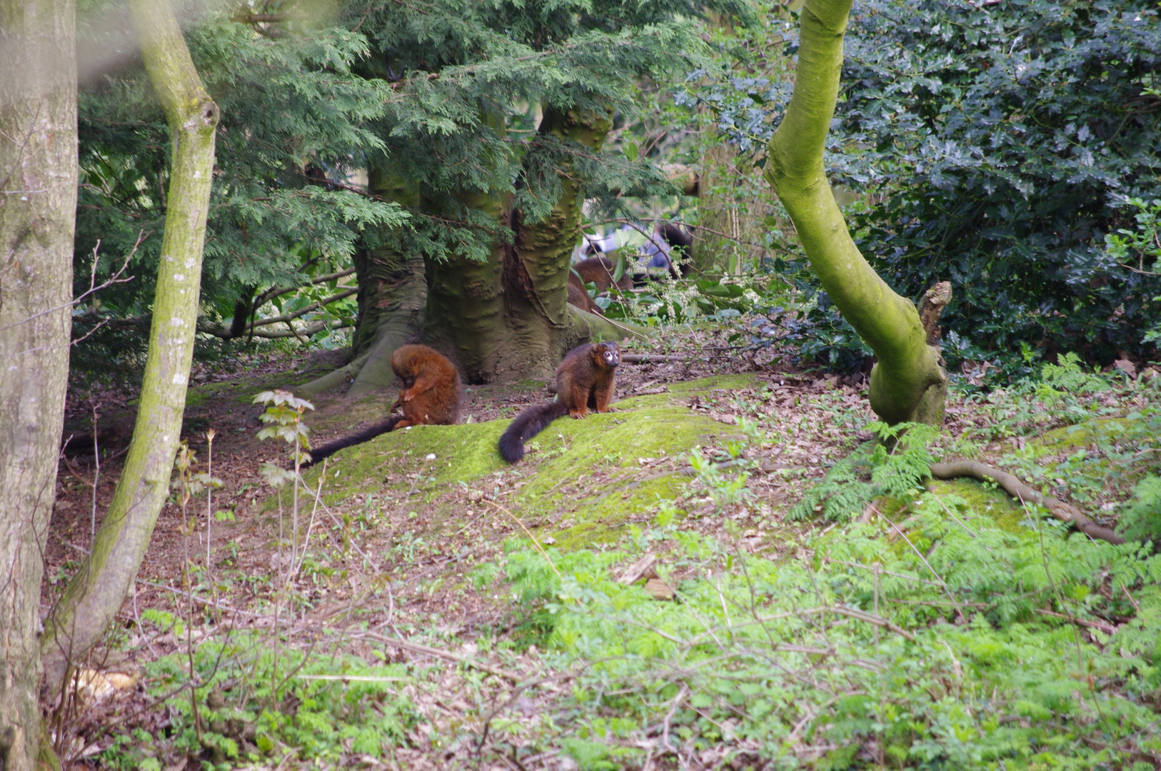 Red-bellied lemurs- 4/4/2023