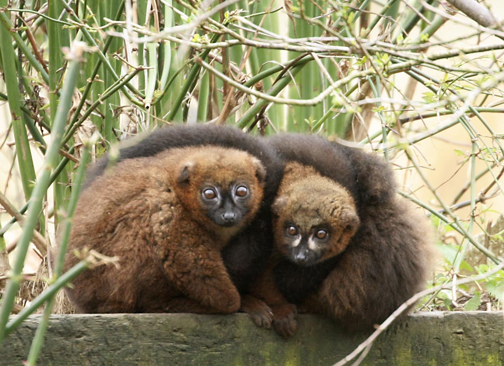 Red Bellied Lemurs - 5 April 2010