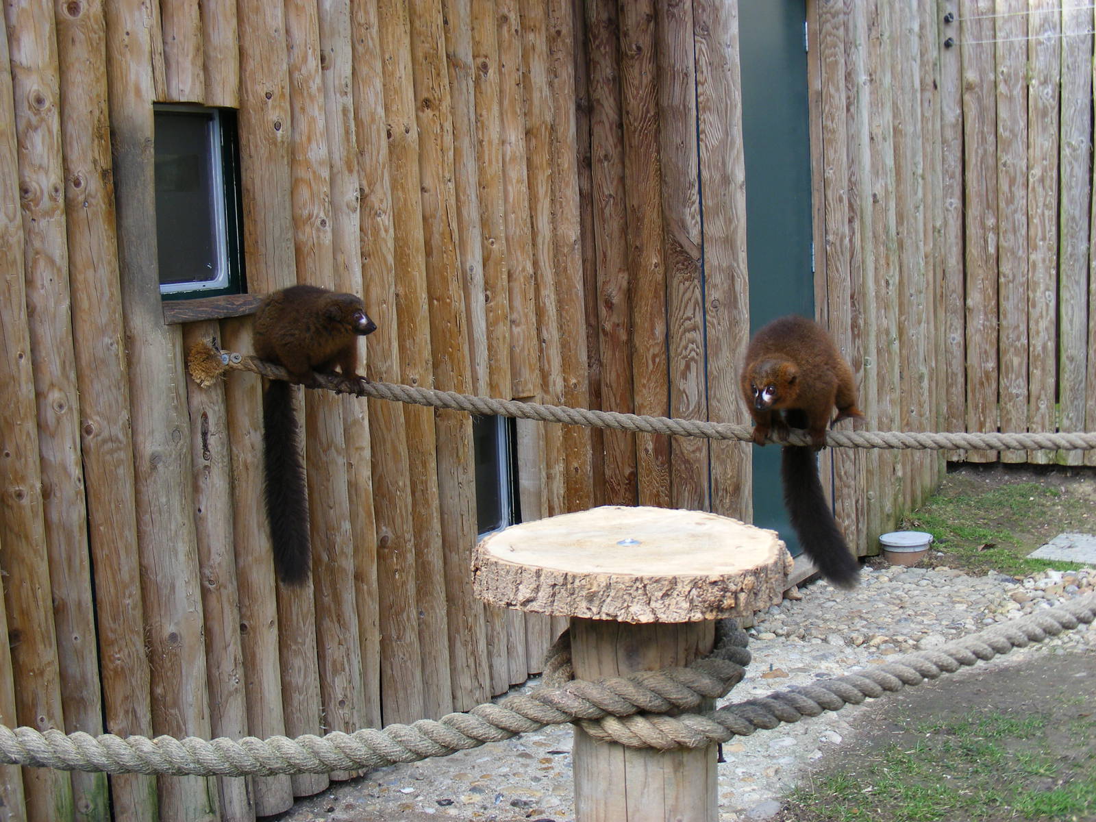 Red bellied lemurs at Drusillas Park, 20 March 2011