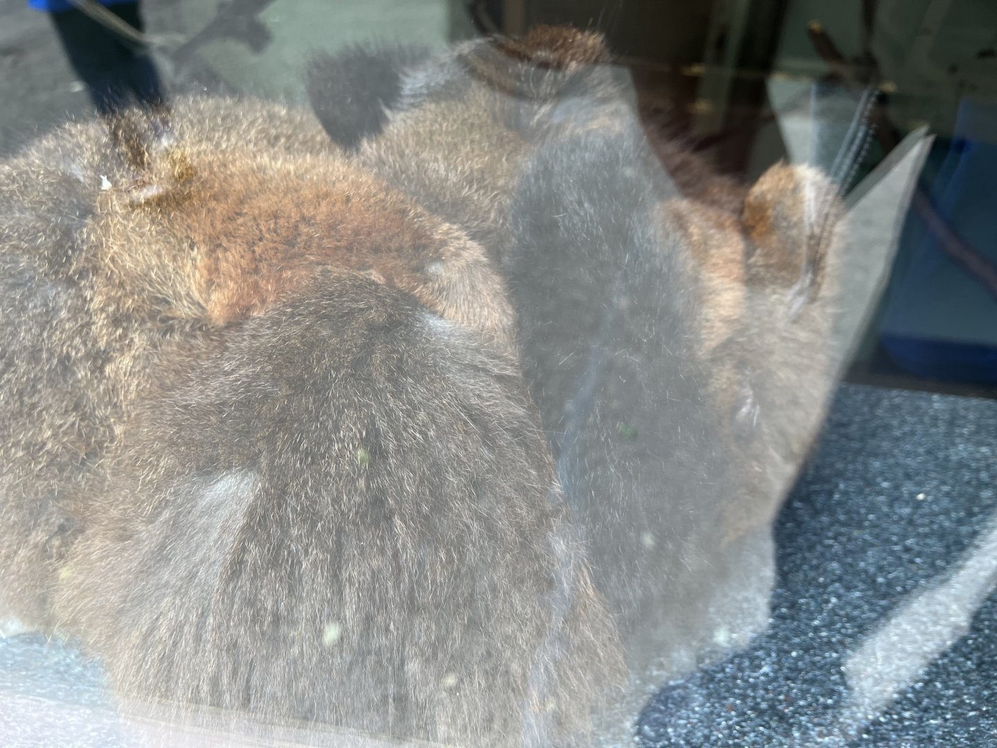 Red bellied lemurs at the glass 18.7.23