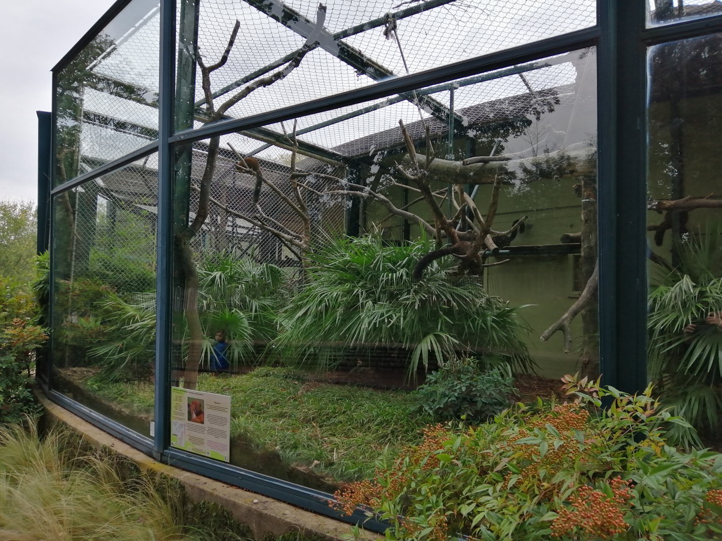 Red-bellied Lemurs Exhibit in Old Monkeys House