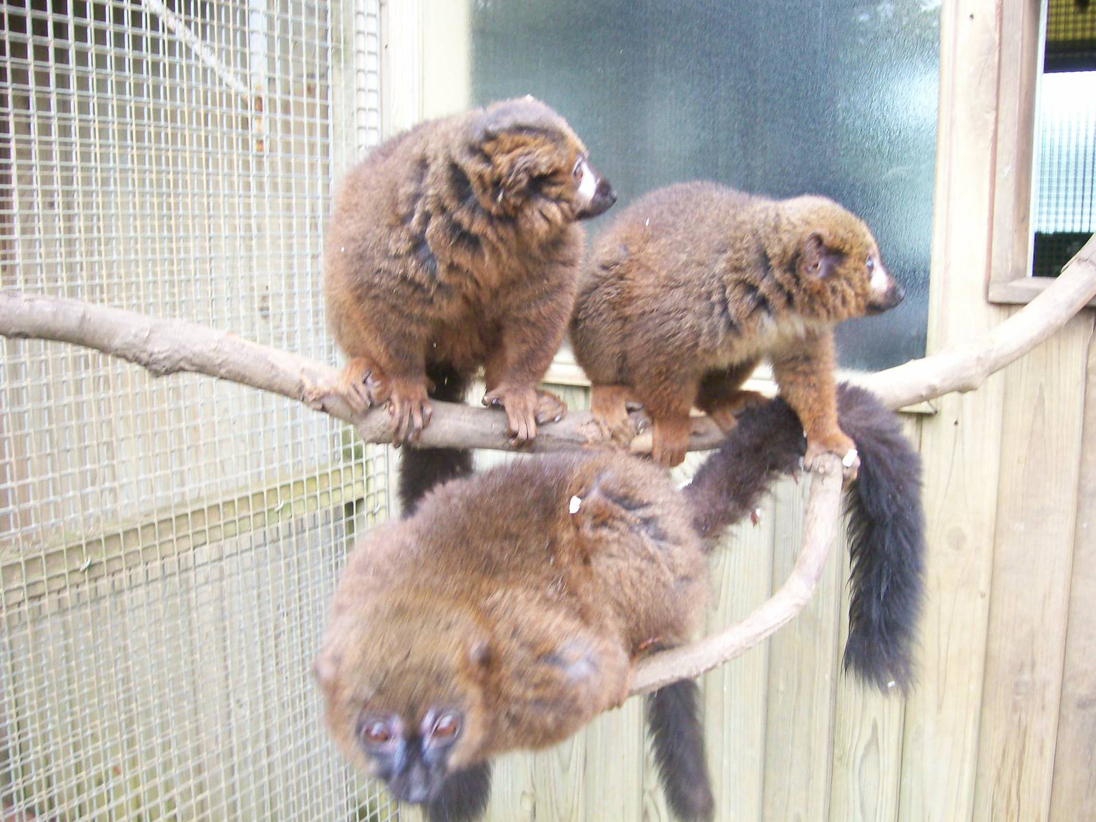 Red- Bellied Lemurs