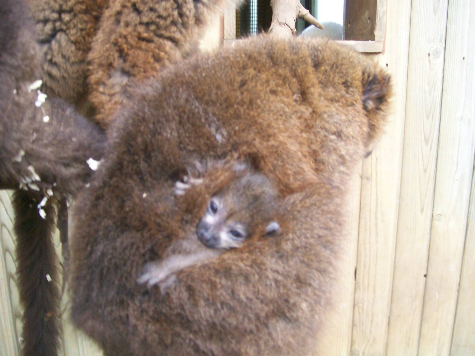 Red- Bellied Lemurs