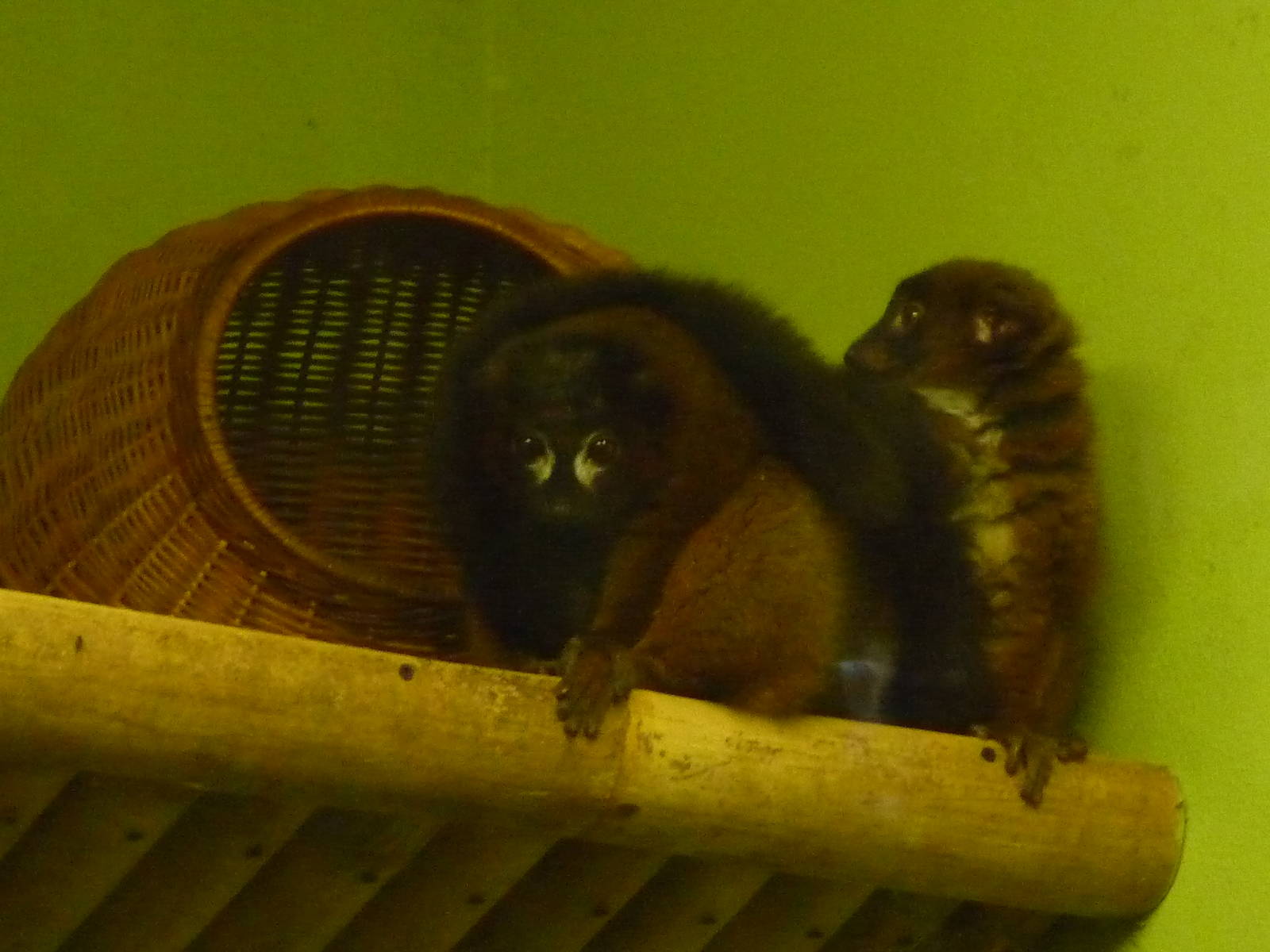 Red-bellied Lemurs