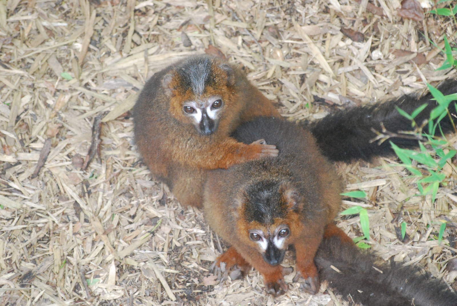Red-bellied lemurs