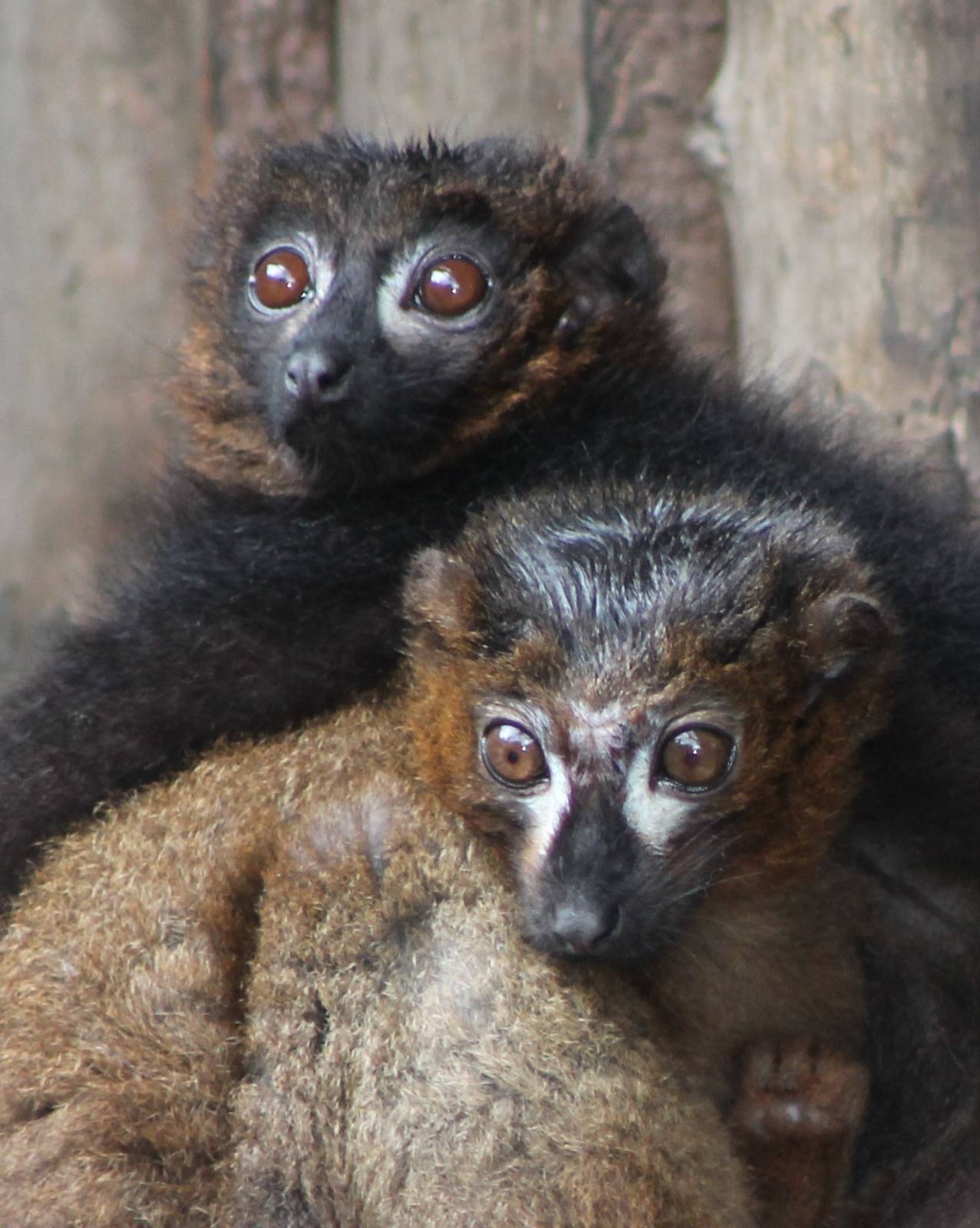 Red-bellied lemurs