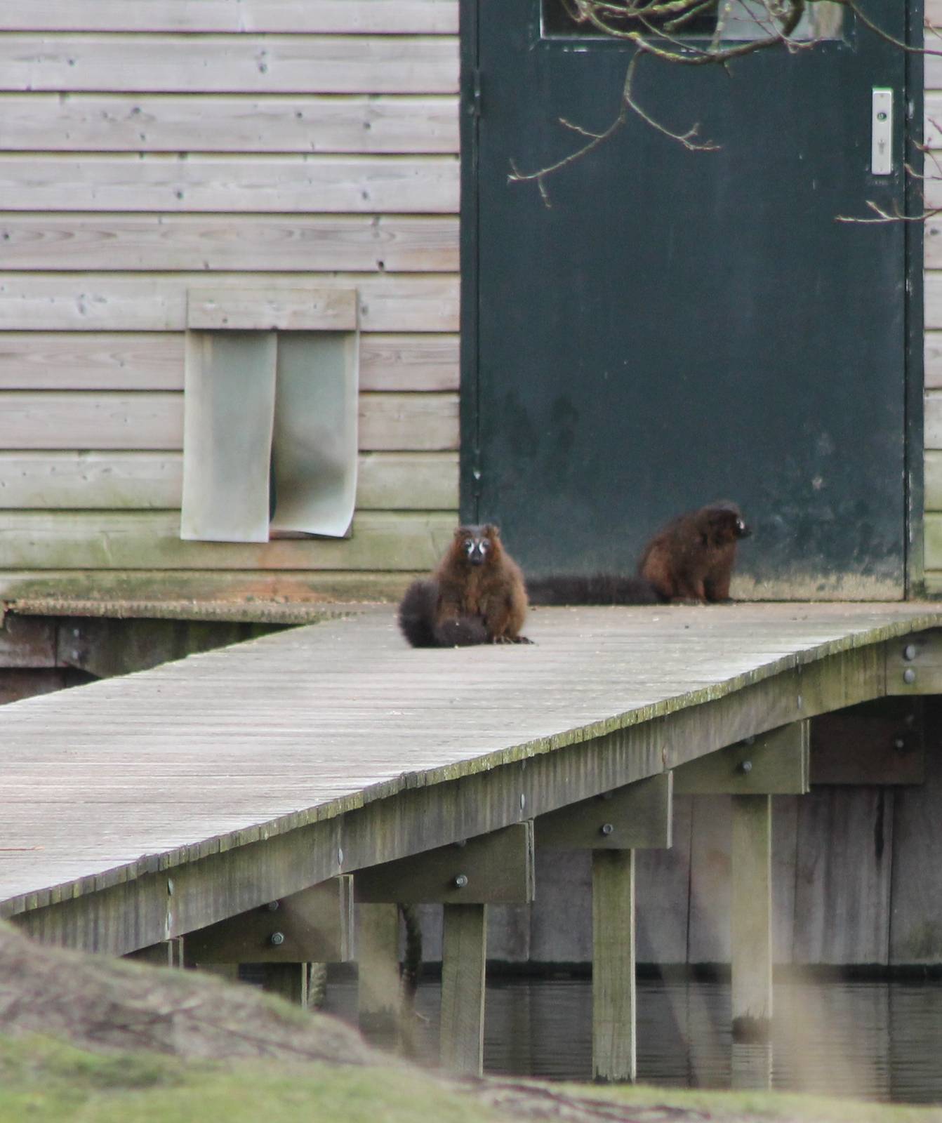 Red-bellied lemurs