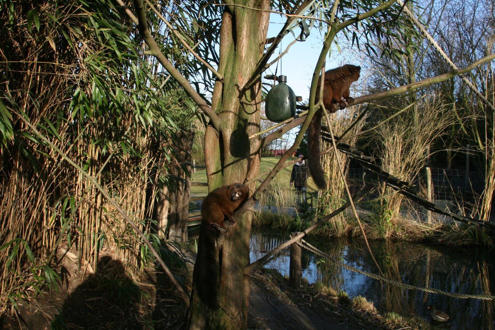 Red-bellied lemurs