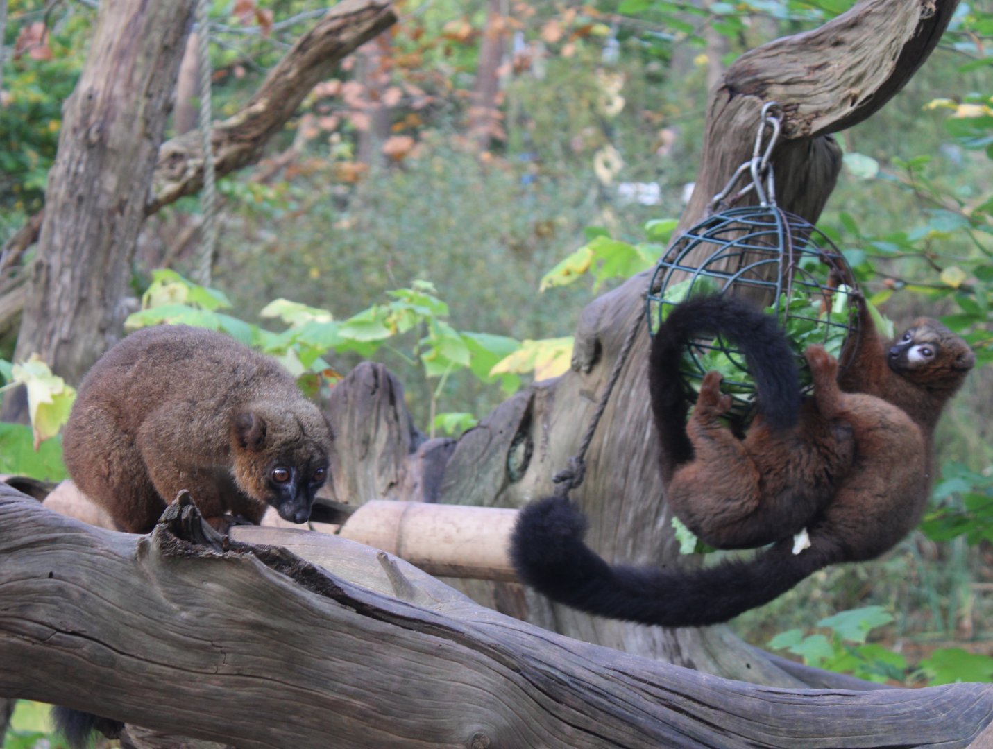 Red-bellied lemurs