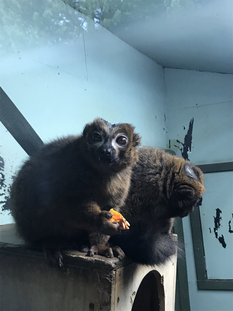 Red bellied lemurs