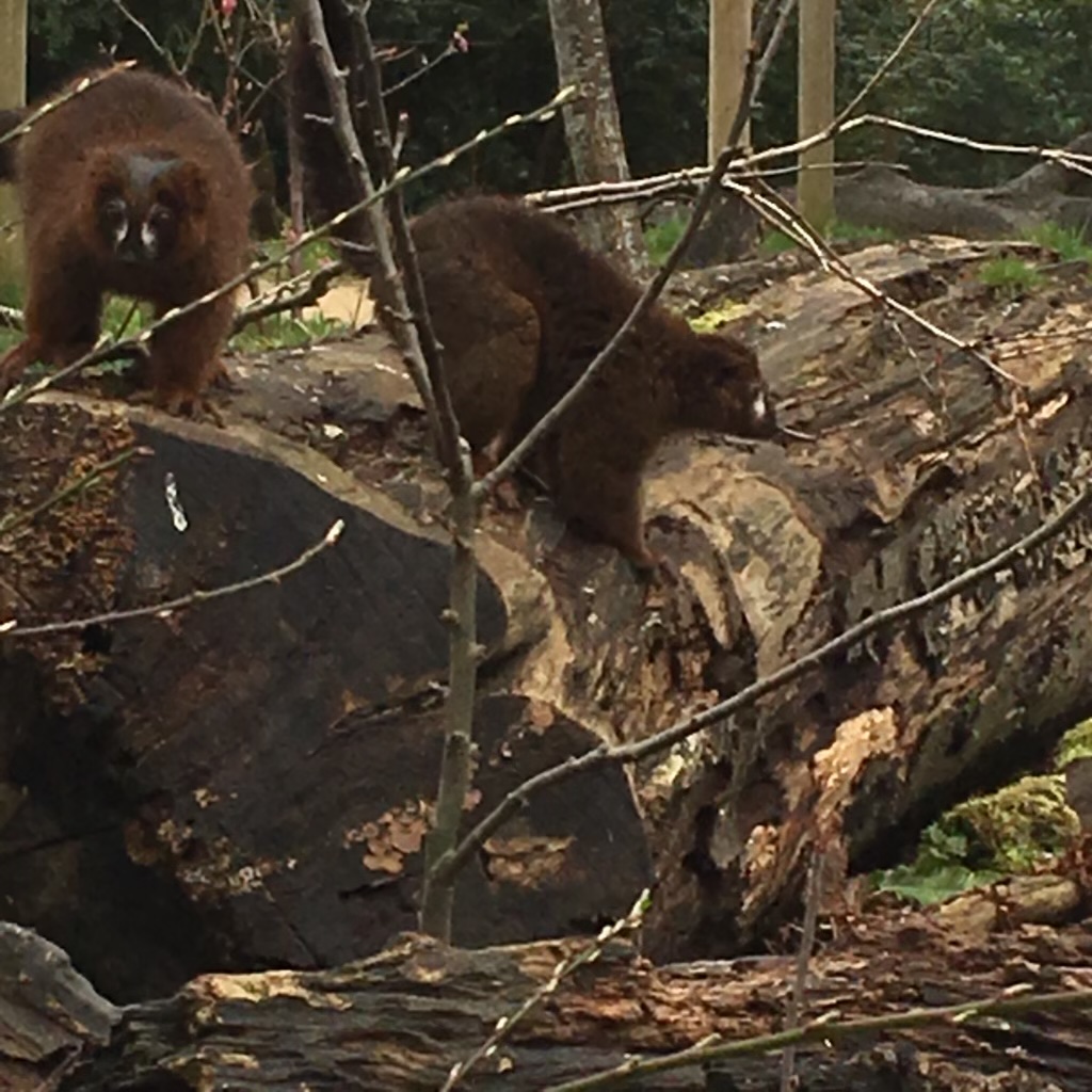 Red-bellied lemurs