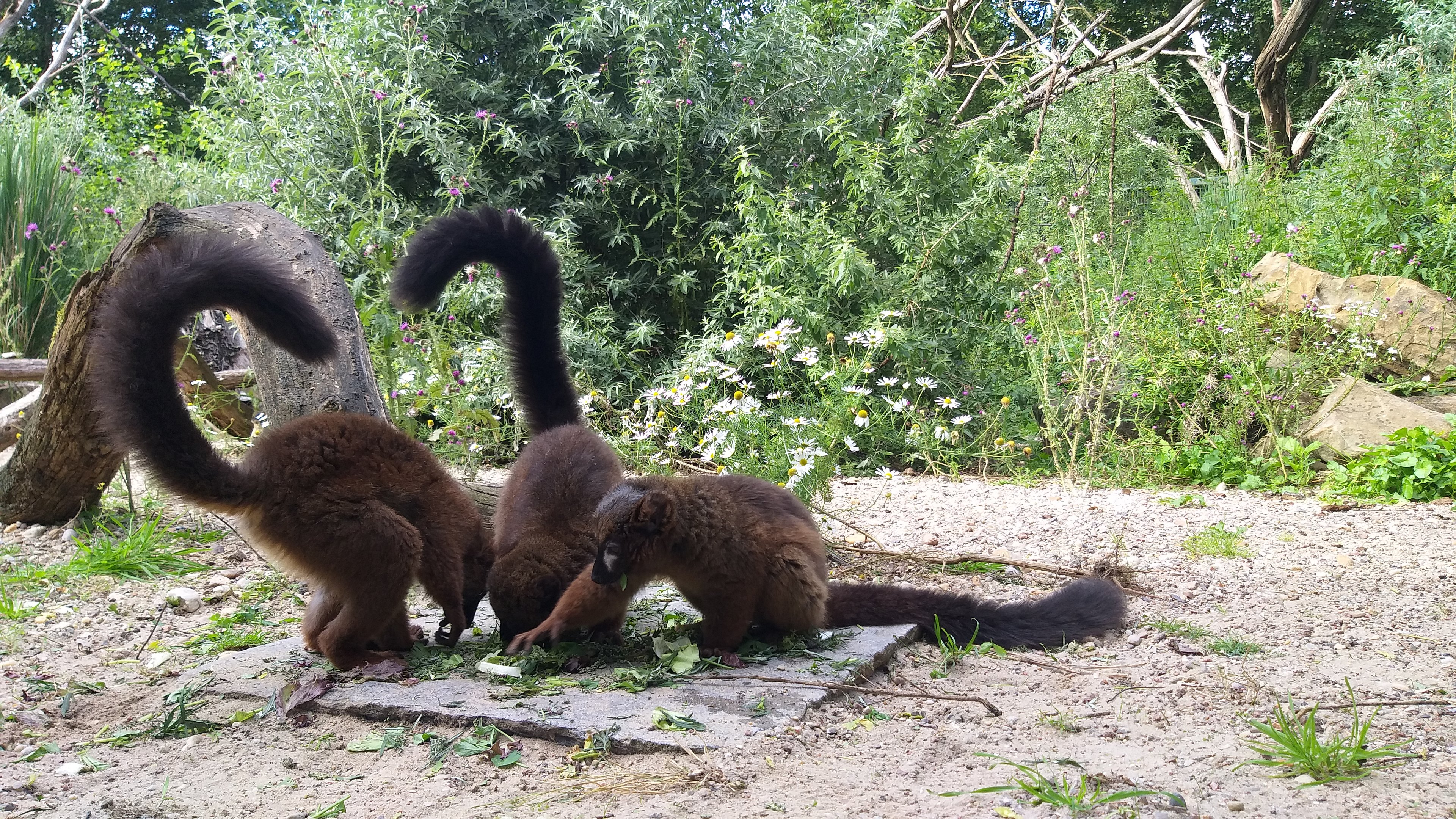 Red bellied lemurs