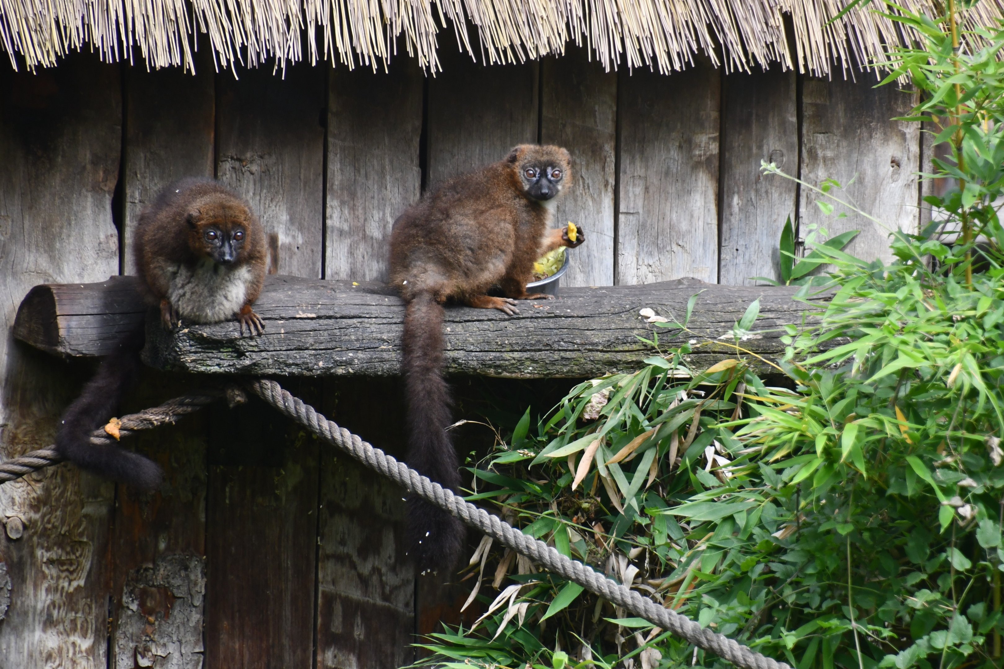 Red-bellied Lemurs