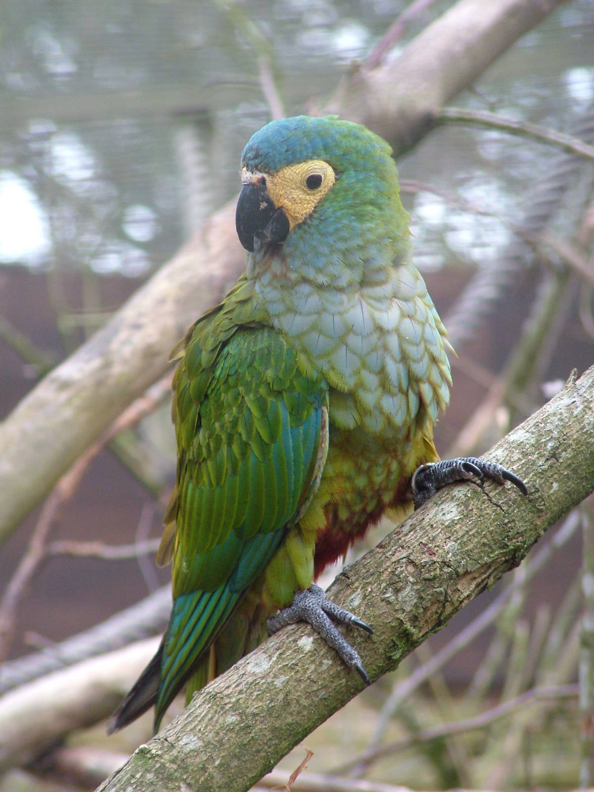 Red-bellied Macaw at Tilgate Nature Centre 14/03/10