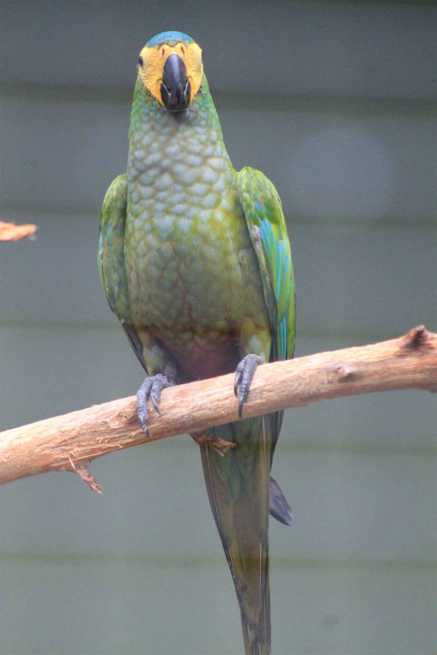 Red-bellied Macaw (Orthopsittaca manilata)