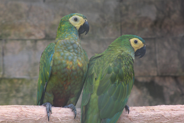 Red-bellied macaw (Orthopsittaca manilatus)