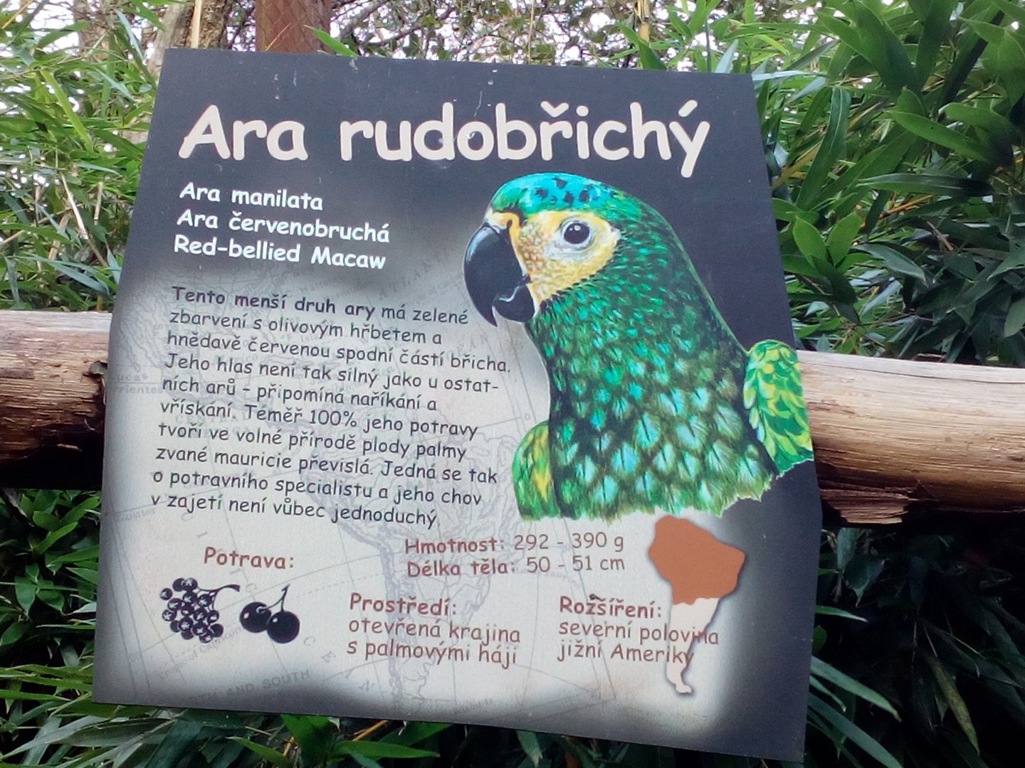 Red-bellied macaw sign in South American walkthrough aviary-9/25