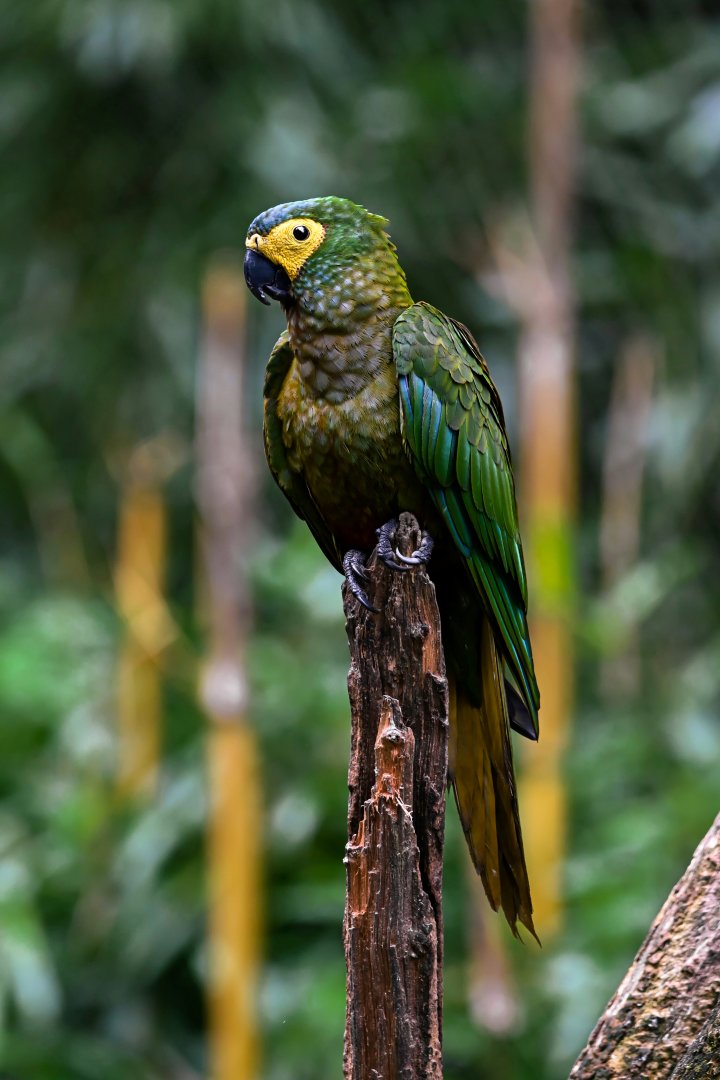 Red-bellied macaw