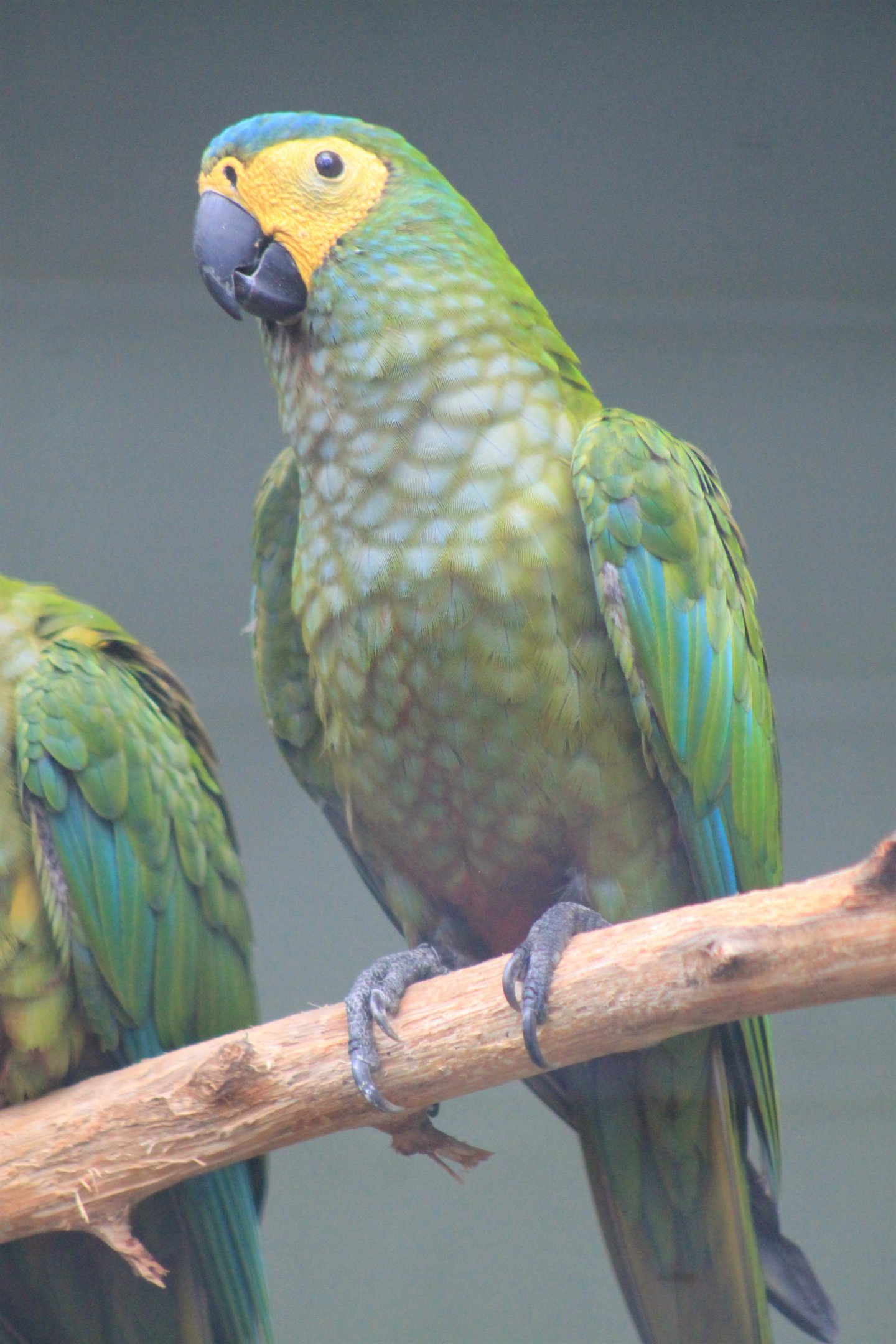Red-bellied Macaws (Orthopsittaca manilata)