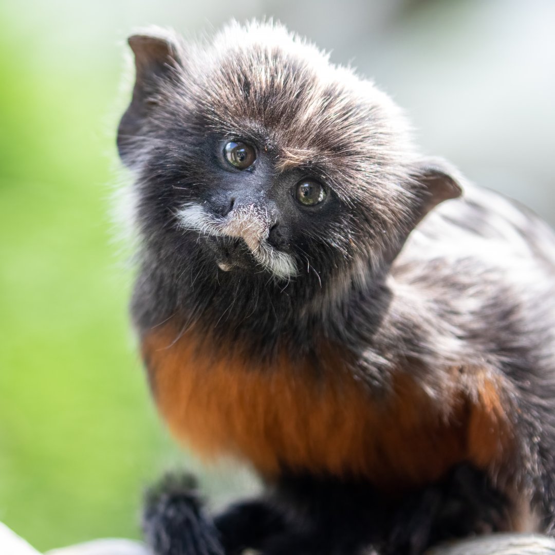 Red-bellied or White-lipped Tamarin / Hamerton / 23-6-21