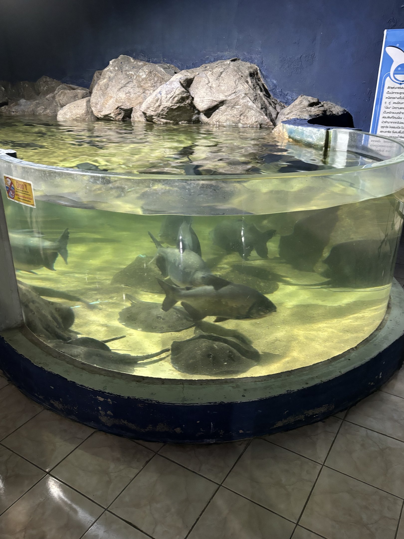 Red-bellied Pacu Exhibit