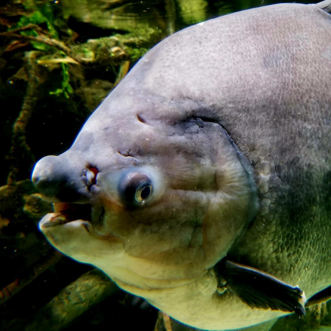 Red-Bellied Pacu (Piaractus brachypomus)