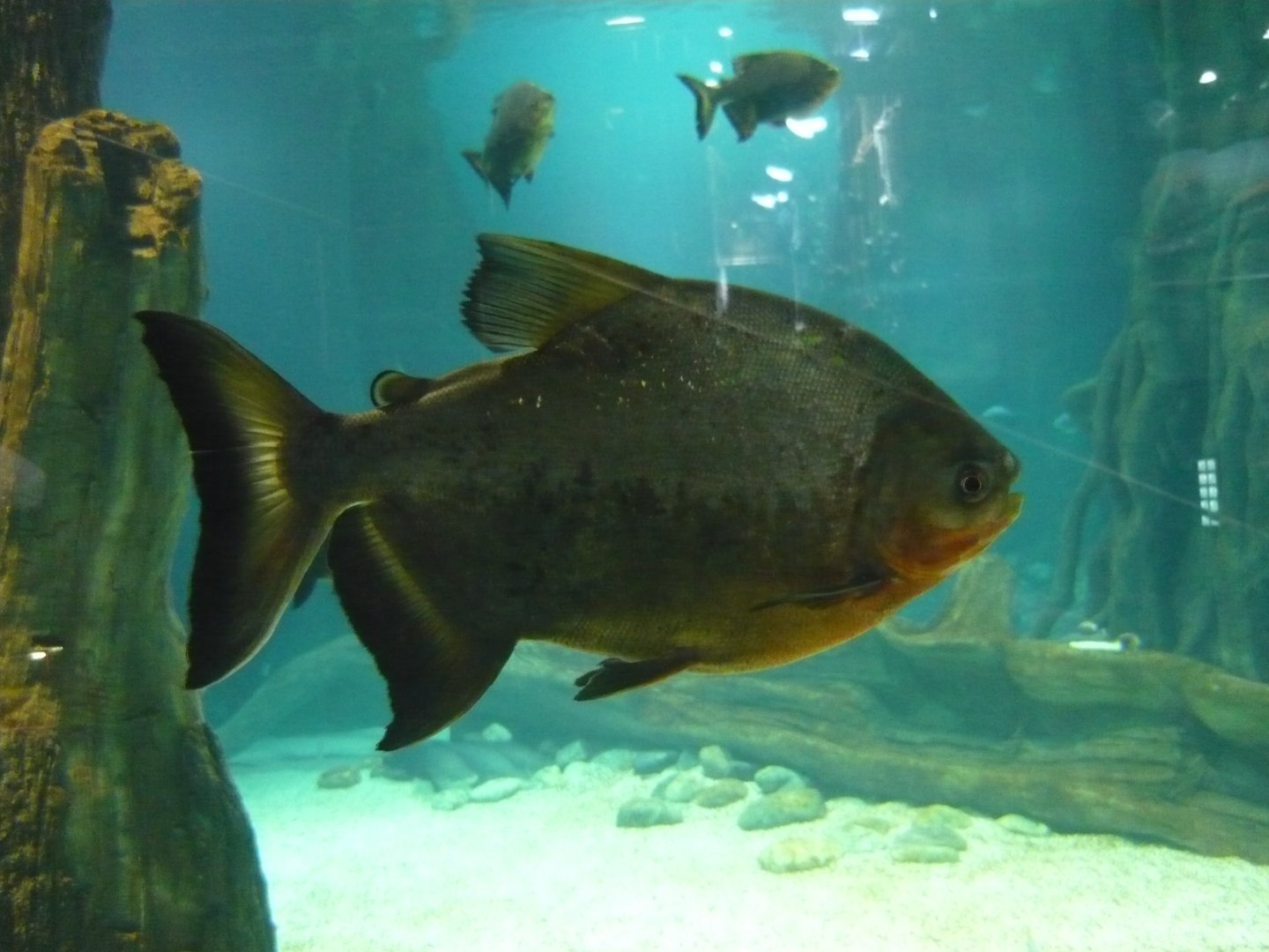 Red-bellied pacu