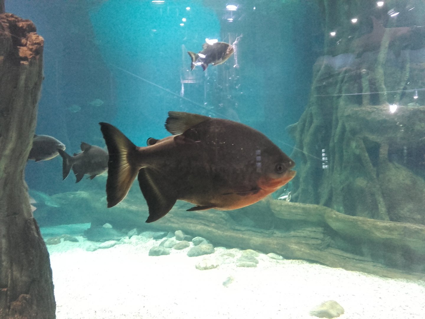 Red-bellied pacu